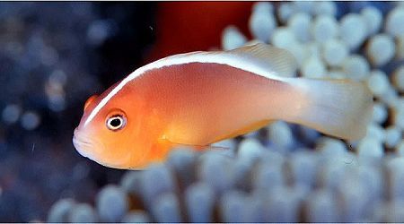 Skunk Clownfish (Amphiprion akallopisos) - Fresh N Marine