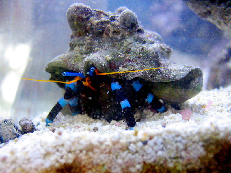 Blue Leg Hermit Crab (Calcinus elegans) - Fresh N Marine