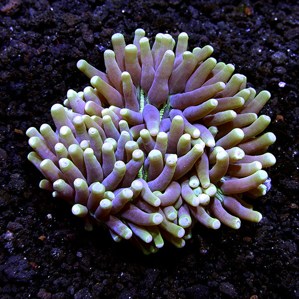 Long Tentacle Plate Coral (Heliofungia actiniformis) - Fresh N Marine