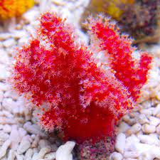 Red Chili Coral (Nephthyigorgia sp) - Fresh N Marine