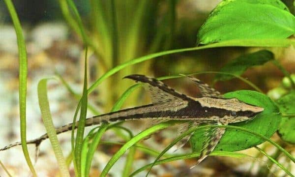 Royal Whiptail Catfish/Whiptail Catfish (Sturisomatichthys panamense) - Fresh N Marine