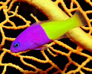 Royal Dottyback (Pseudochromis paccagnellae) - Fresh N Marine