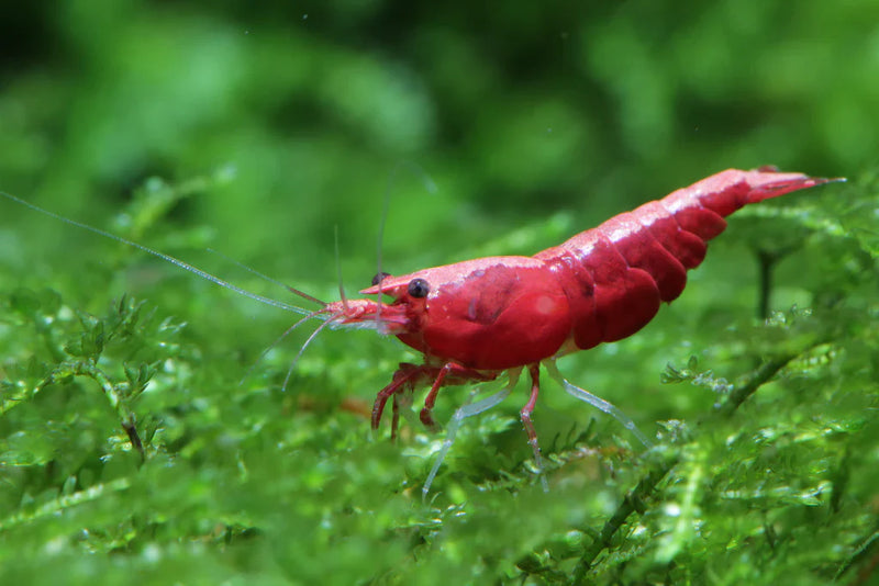 Fire Red Shrimp (Grade A)(A級玫瑰蝦) - Fresh N Marine