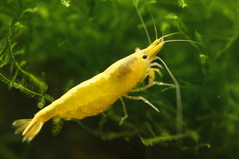 Golden Back Shrimp (金背黃金米蝦) - Fresh N Marine