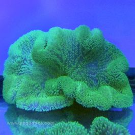 Green Carpet Anemone (Stichodactyla Gigantea) - Fresh N Marine