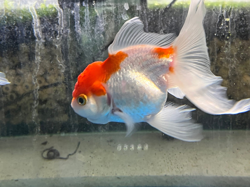 Oranda Goldfish - Fresh N Marine