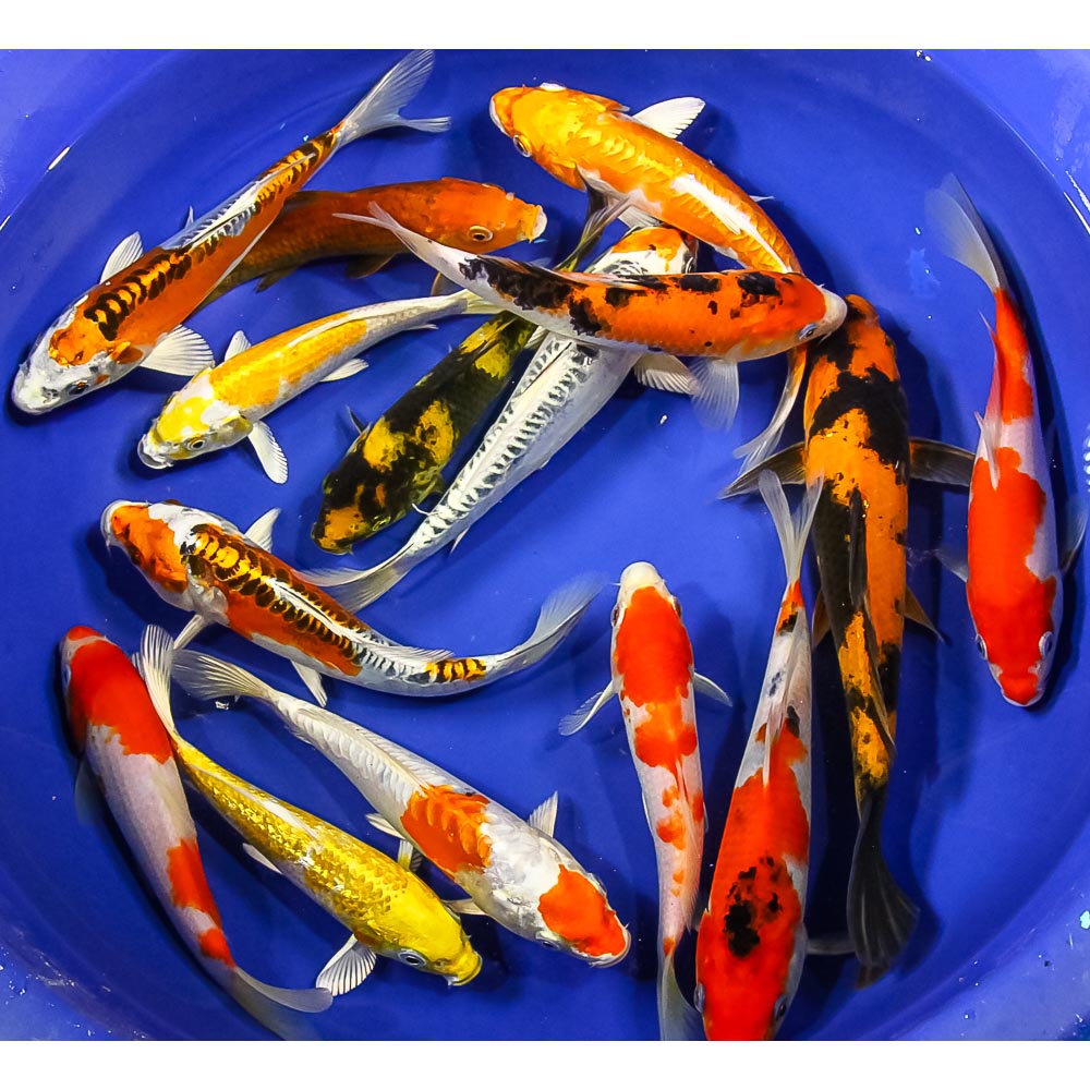 Assorted Koi (Cyprinus carpio) (Bag of 10 pcs) Fresh N Marine