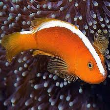 Orange Skunk Clownfish (Amphiprion akallopisos) - Fresh N Marine