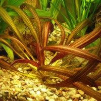 Echinodorus ‘Rubin Narrow Leaf’ - Fresh N Marine