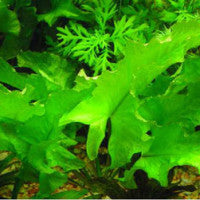 Nuphar japonica ‘spatterdock’ - Fresh N Marine