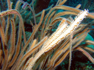 Purple Sea Whip Gorgonian (Pterogorgia guadalupensis) - Fresh N Marine