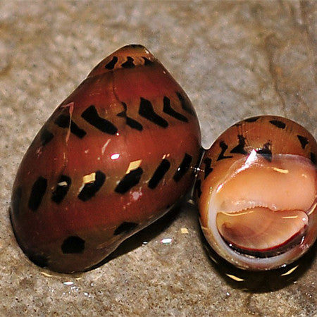 Ruby Nerite Snail (Neritina natalensis sp)(彩蛋螺) - Fresh N Marine