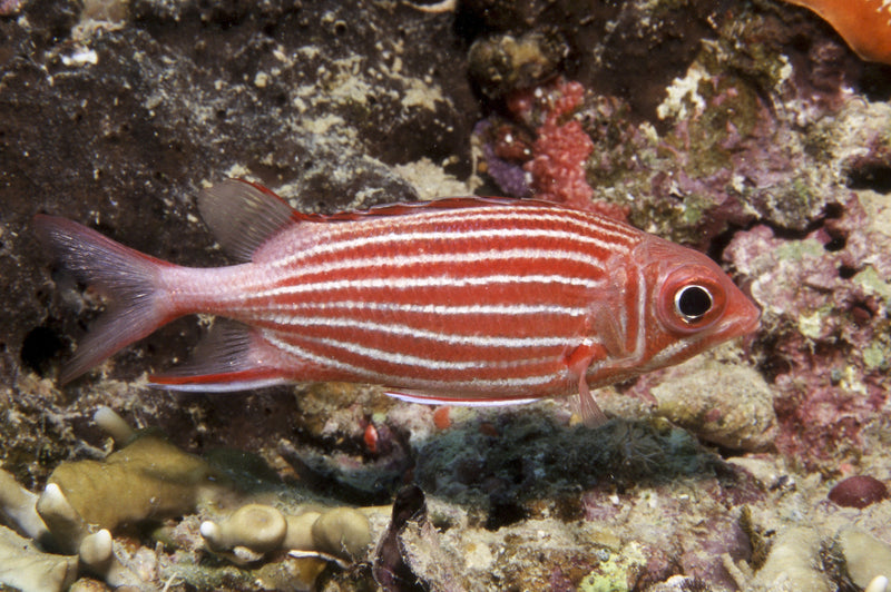Stripe Soldierfish (sargocentron diadema) - Fresh N Marine