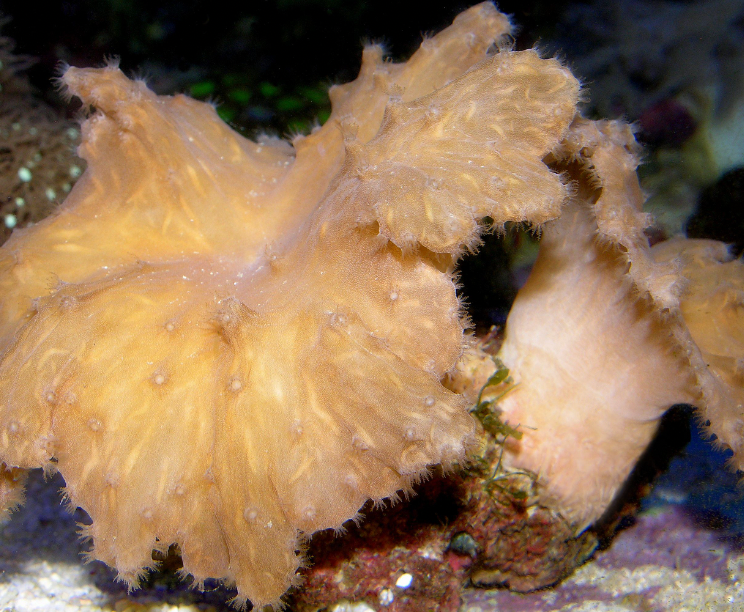 Cabbage Leather Coral (Sinularia Dura) - Fresh N Marine