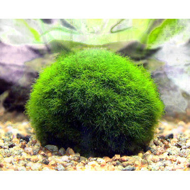Algae Moss Ball (Cladophora aegagrophila) - Fresh N Marine