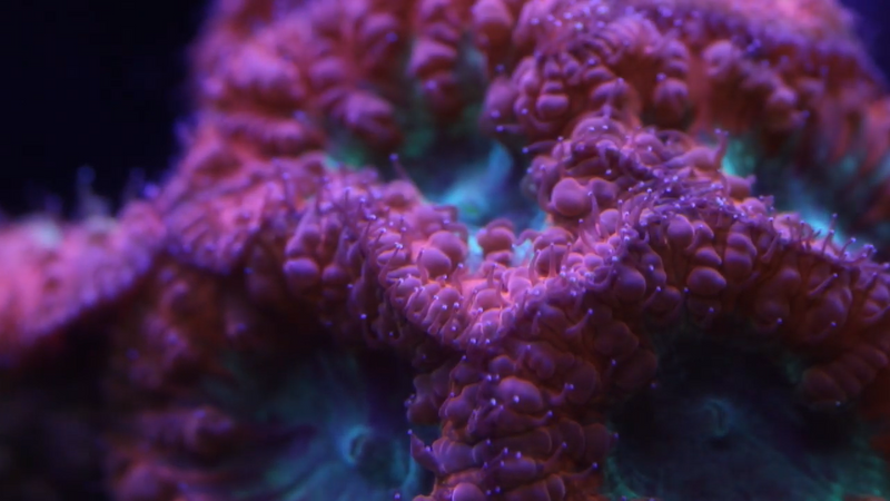 AquaZonic Spectra Reef LED - Fresh N Marine