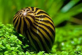 Zebra Nerite Snail (Neritina natalensis sp) - Fresh N Marine