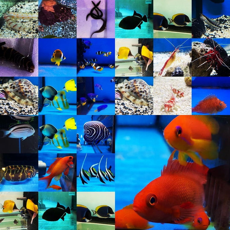 Marine Fish Available for Sale This Week (Updated 23 Oct 2020)