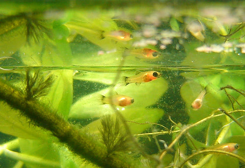 TIP from FNM: Caring for the Young