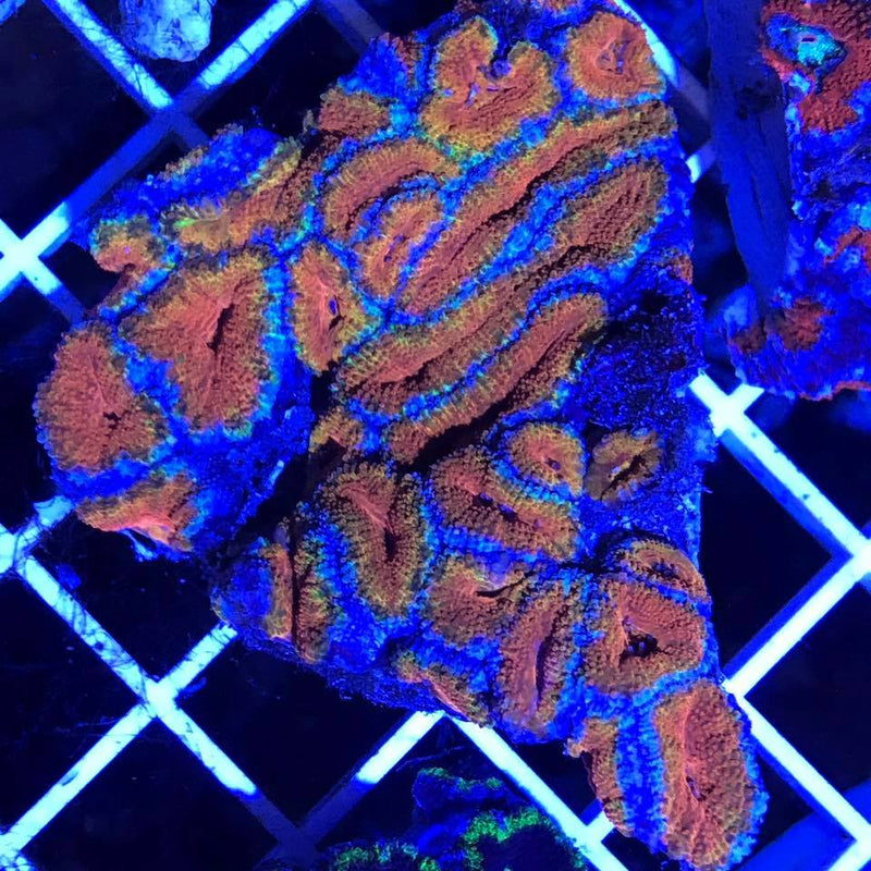 Colorful Corals this weekend @ FNM Retail Store!