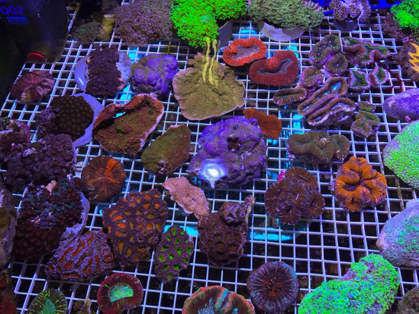 Aussie Corals available this weekend @ FNM Retail Outlet!