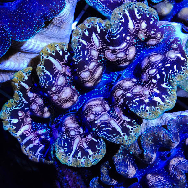 Clams available this week @ FNM Retail Outlet!