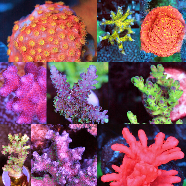 SPS/Coral Premium Frags Exclusively for Online Sale on Demand!