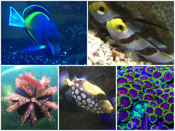 Weekly update of Live Stocks Pictures 19 Nov 2016 @ Fresh N Marine