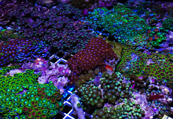 Featuring corals this week for sale.. Nice Zoanthid & Birdnests