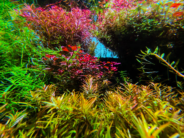 12 Best Aquarium Plants For Beginners