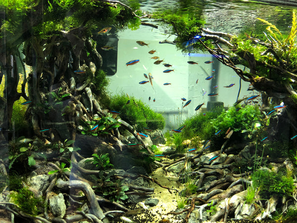 Running out of ideas for aquascaping? These could work!