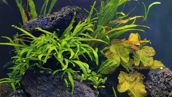 Starting a planted aquarium