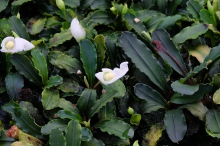 Learn About:  Bucephalandra Plants