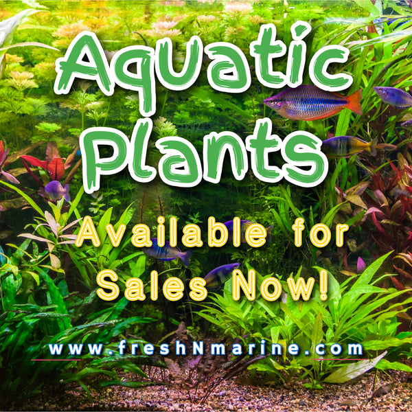 Aquatic Plants are back online for sale!