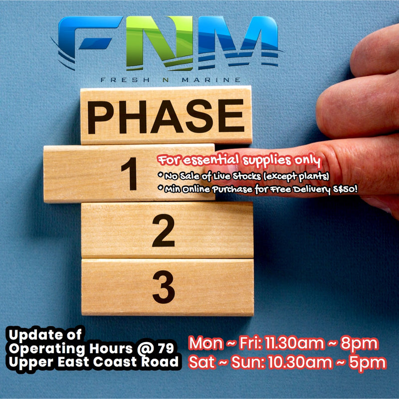 What's happening during Phase 1 at FNM?