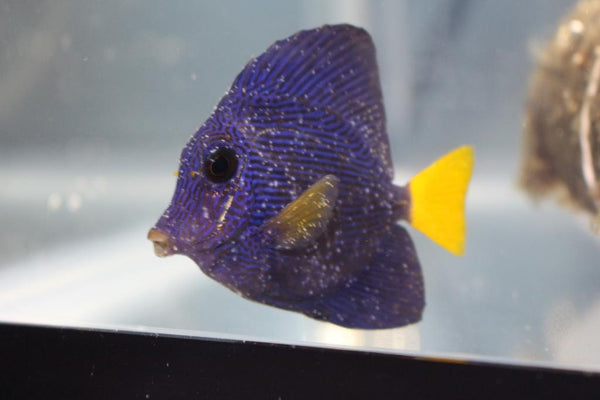 TIP from FNM: Fish Behaviour - Pain & Stress