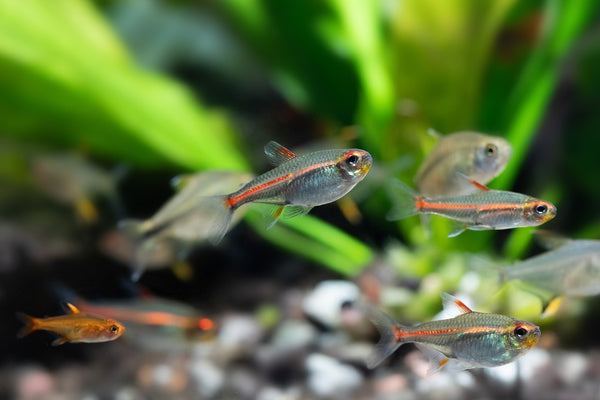 Learning About: How To Keep Tetras