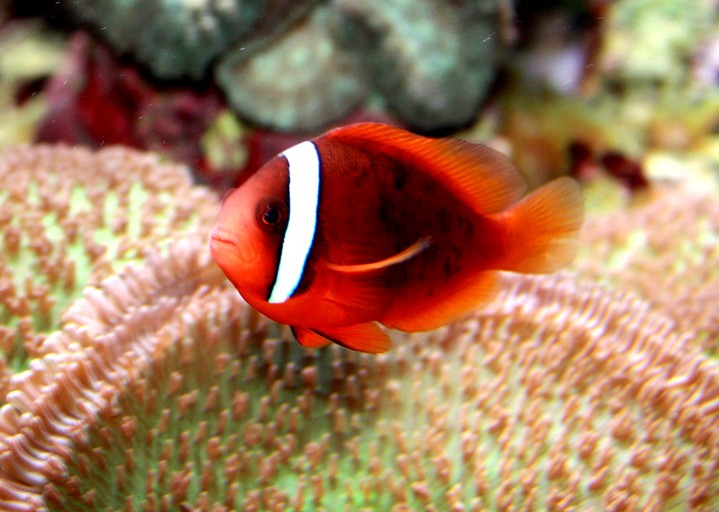 Red and Black Anemone Clownfish (Amphiprion Melanopus) - Fresh N Marine