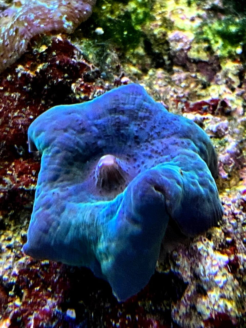 Blue Discosoma Mushroom Coral - Fresh N Marine
