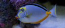 Pacific Naso Tang (Naso lituratus) - Fresh N Marine