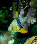 Pyjama Cardinalfish (Sphaeramia nematoptera) - Fresh N Marine