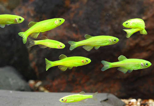 Zebra Danio (Green) - Fresh N Marine