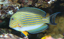 Clown Surgeon (Acanthurus lineatus) - Fresh N Marine