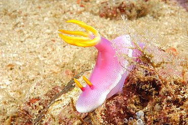 Antenna Purple Nudibranch (Chromodoris Bullocki) - Fresh N Marine