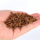 ANS Arowana Food Stick 800g - Fresh N Marine