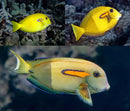 Orange Shoulder Tang (Acanthurus olivaceus) - Fresh N Marine