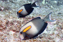 Orange Shoulder Tang (Acanthurus olivaceus) - Fresh N Marine