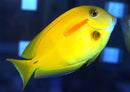 Orange Shoulder Tang (Acanthurus olivaceus) - Fresh N Marine