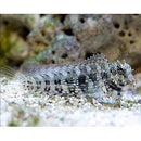 Algae Blenny (Salarias fasciatus) - Fresh N Marine