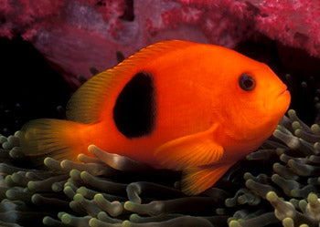 Fire Clownfish (Amphiprion ephippium) - Fresh N Marine